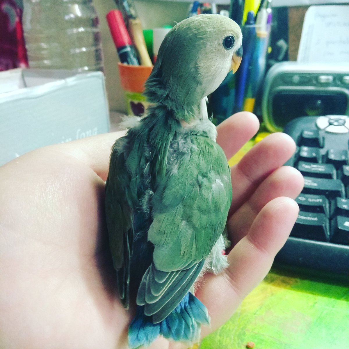 A_montserratsm's tweet photo. Adiós pequeña, buen futuro con tu nueva familia! 🙌🐣😍
#agaporniroseicolli #babybird #cedida #psittacidae #aviariomontserratsm https://t.co/s106m9pxo6