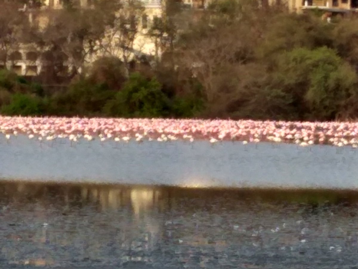 sunnyagro's tweet photo. This is Location for a golf course and residential towers?
Come on wake up @CIDCO_Ltd @CMOMaharashtra @AdaniOnline @Archanaapania @ketan83 @moefcc @GreenStalin
#saveNaviMumbaiWetlands
#saveBirdingSites
#internationalDayOfBiodiversity
#sayNotoGolfCourse
#WetlandsNotWastelands https://t.co/j6W8t9SlCJ