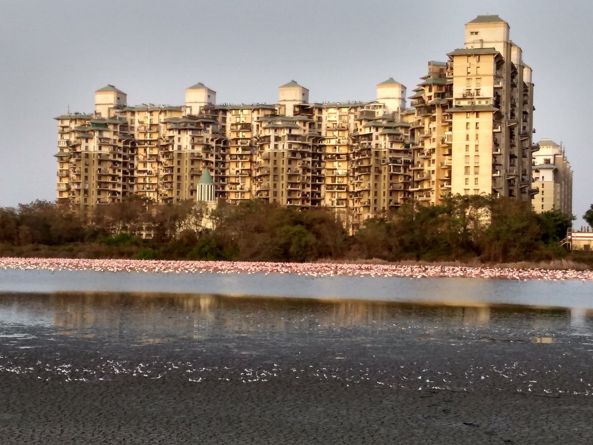 sunnyagro's tweet photo. This is Location for a golf course and residential towers?
Come on wake up @CIDCO_Ltd @CMOMaharashtra @AdaniOnline @Archanaapania @ketan83 @moefcc @GreenStalin
#saveNaviMumbaiWetlands
#saveBirdingSites
#internationalDayOfBiodiversity
#sayNotoGolfCourse
#WetlandsNotWastelands https://t.co/j6W8t9SlCJ