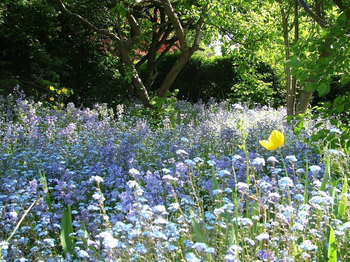 Friend of mine sent me this photo today of his little wild garden under the plum trees. So gorgeous!