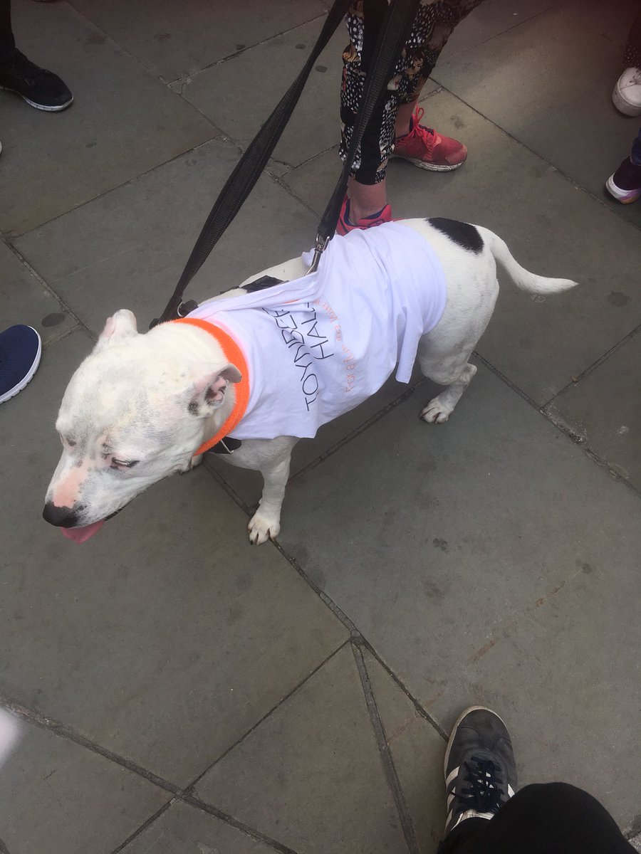 CarlPackman's tweet photo. Toynbee Hall dog on legal walk klaxon #LondonLegalWalk https://t.co/e87lYX5Uix