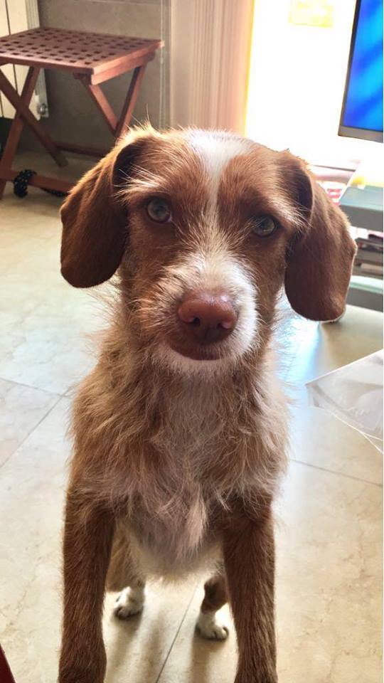 javivi1974's tweet photo. @MurciaPolicia  Se ha perdido en Sangonera la Seca en Vigas Pellicer
 Una perrita Responde al nombre de LOLA y lleva Chip, si alguien la encuentra avise a la dueña que se llama Elena 692135312 muchas gracias https://t.co/ms7lwsZtgD