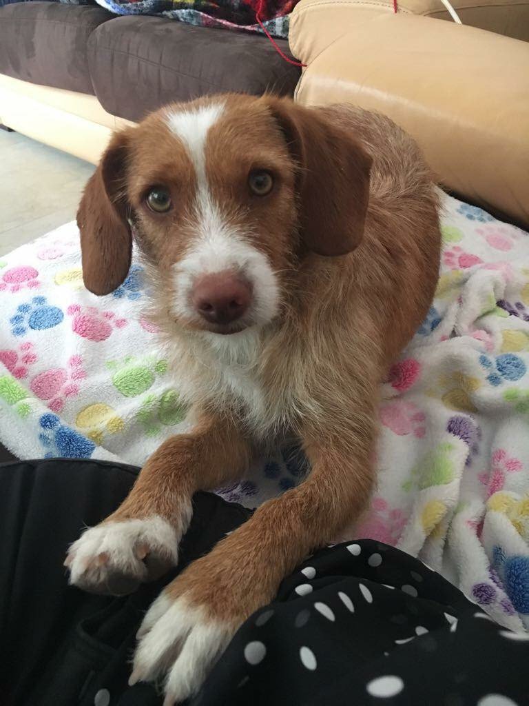 javivi1974's tweet photo. @MurciaPolicia  Se ha perdido en Sangonera la Seca en Vigas Pellicer
 Una perrita Responde al nombre de LOLA y lleva Chip, si alguien la encuentra avise a la dueña que se llama Elena 692135312 muchas gracias https://t.co/ms7lwsZtgD