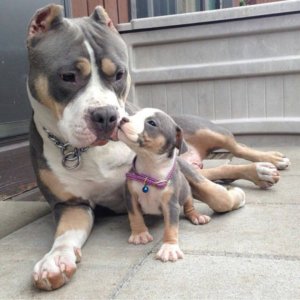 calmateforra's tweet photo. amor eterno a esta raza, miren lo que son estos pitbull 💜 https://t.co/zoV5I08d2p