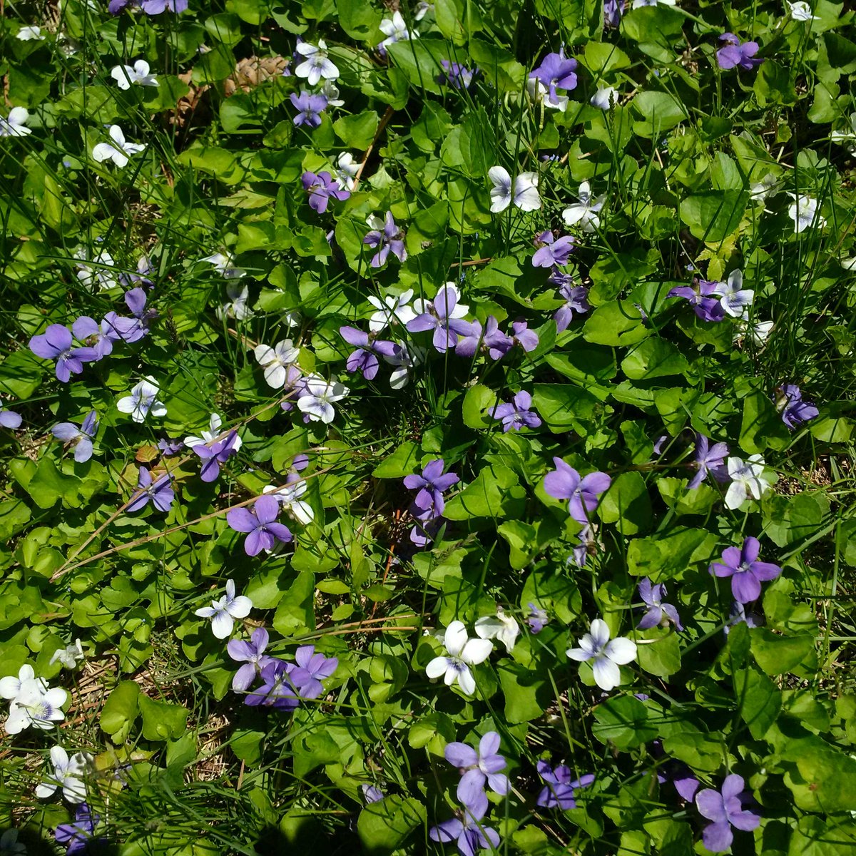 Jeffrey Barkin On Twitter Does Anyone Know What These Flowers