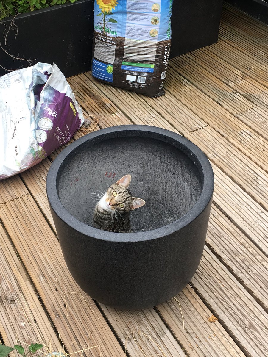 ellabruniges's tweet photo. Hopefully by September my cat tree will be fruiting https://t.co/MLlzCvfb8t