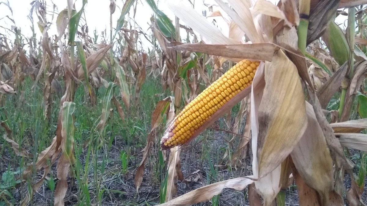 Dealers_Pioneer's tweet image. Ultrapecoz #P38A57 siembra 6 de enero en #CnelDorrego #Maiz2da #NuevosHibridos