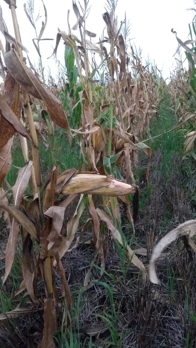 Dealers_Pioneer's tweet image. Ultrapecoz #P38A57 siembra 6 de enero en #CnelDorrego #Maiz2da #NuevosHibridos