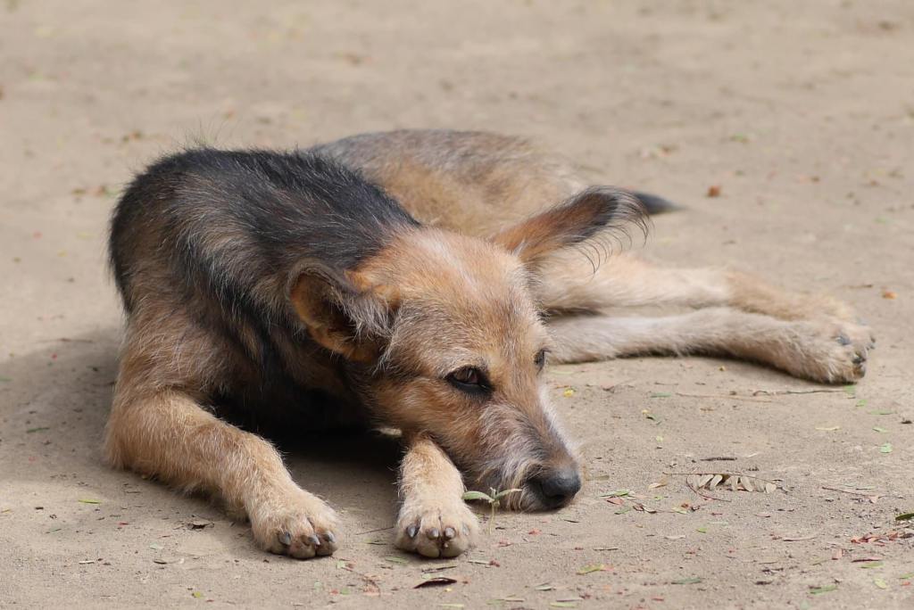 British pets falling prey to foreign ticks. timeforpaws.co.uk/blog/british-p…