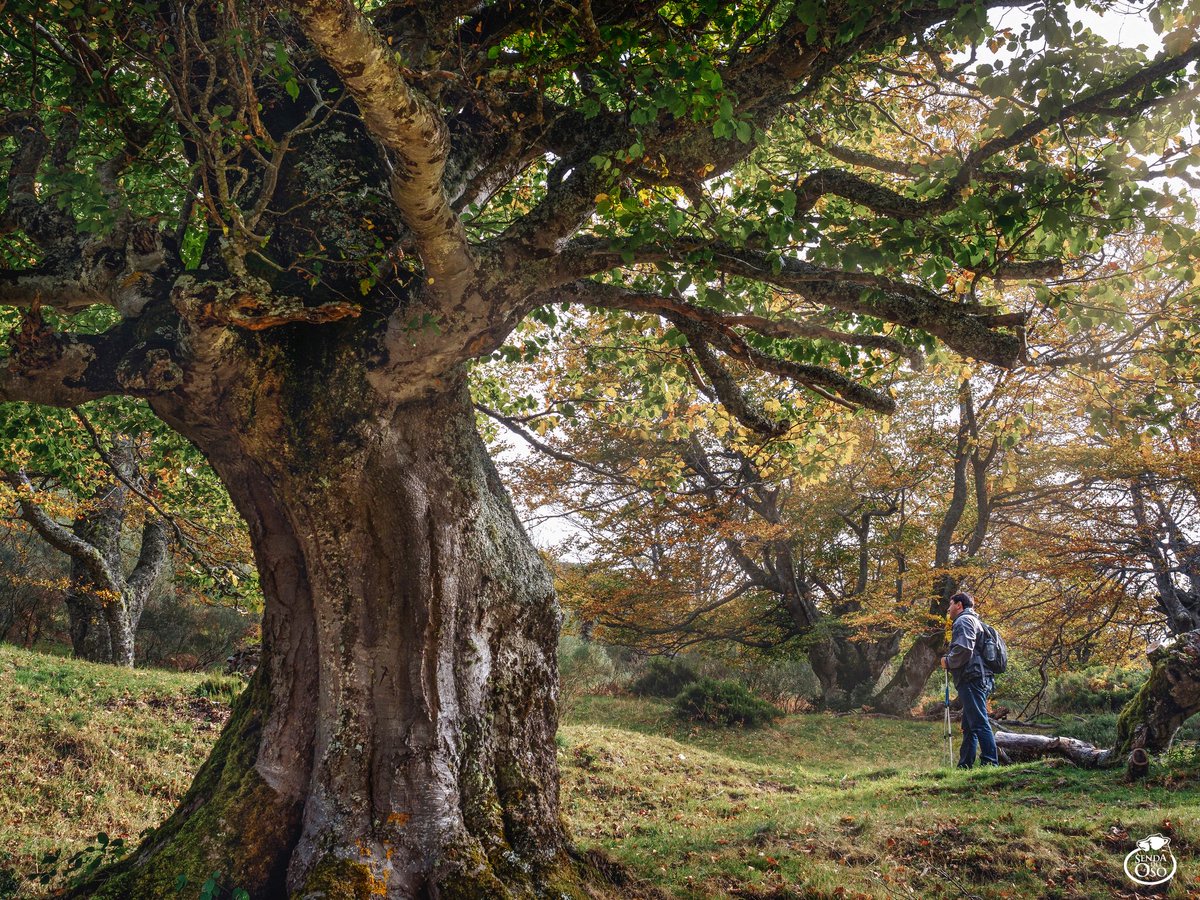 sendadeloso's tweet photo. Braña de Las Cadenas #Teverga #vallesdeloso #sendadeloso #Asturias #ParaisoNatural #naturaleza #paisaje #rutas https://t.co/9hcldKTh9T