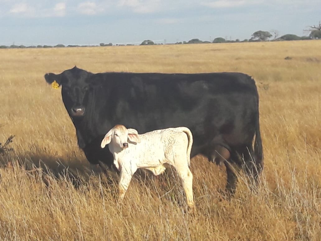 R_Combrinck15's tweet photo. 2 more R14 Combrinck Brahman Stud embryo calves born over the weekend. Massive Blessing 🙌🏻🙏🏻🤗. #R14 https://t.co/cw1go8Ufne