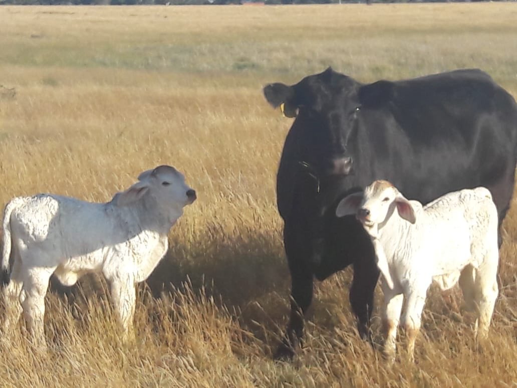 R_Combrinck15's tweet photo. 2 more R14 Combrinck Brahman Stud embryo calves born over the weekend. Massive Blessing 🙌🏻🙏🏻🤗. #R14 https://t.co/cw1go8Ufne