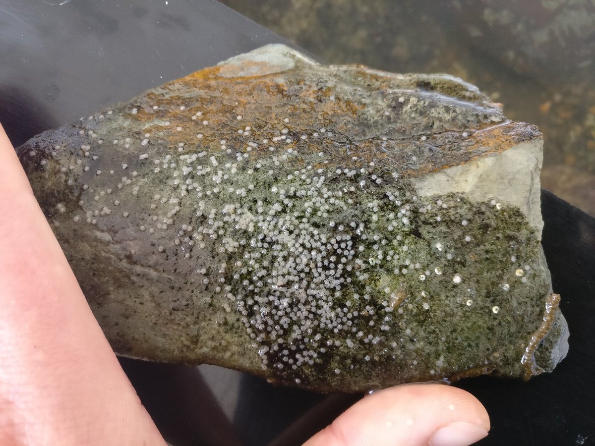 Starfish explosion! Hundreds of baby cushion stars have appeared <a href="/thembauk/">MBA - Marine Biological Association</a> #starfish #echinoderms #marinebiology