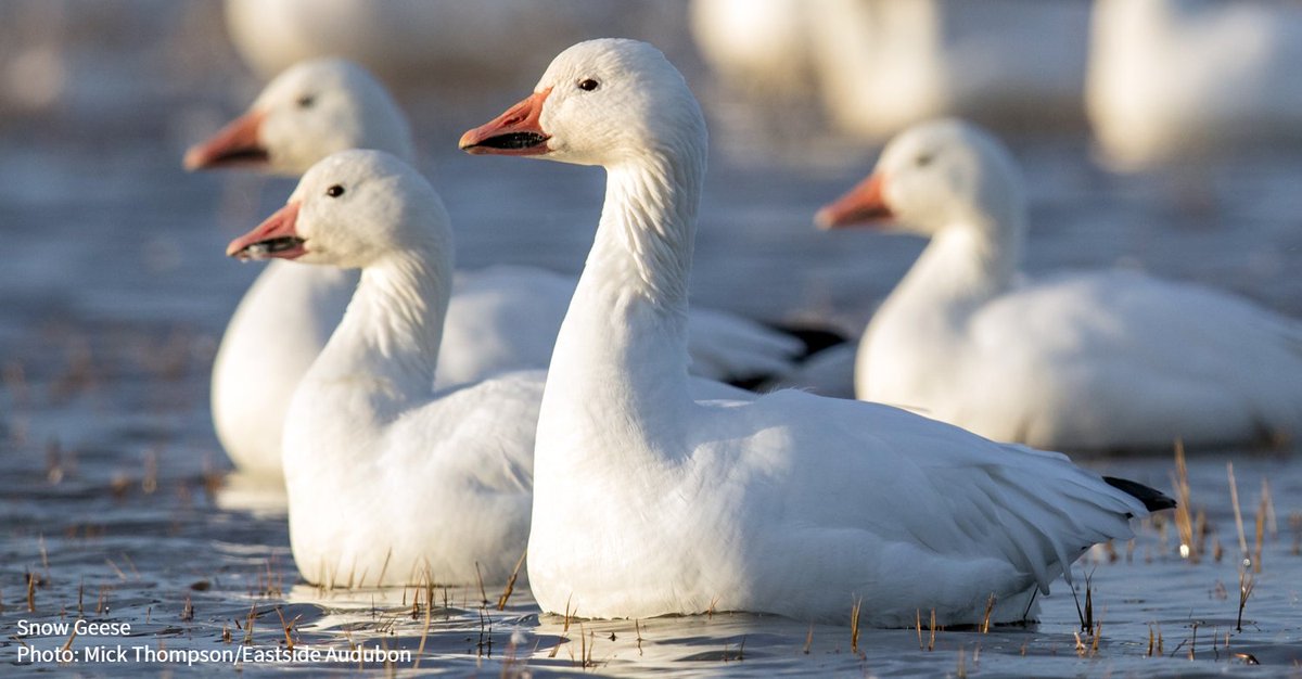 audubonsociety's tweet photo. Take action to stop the massive Pebble Mine from destroying Alaska's Bristol Bay, one of the most important places on earth for birds and salmon, and a vital area for commercial fishing and local communities. https://t.co/6SVF60LsTZ https://t.co/UQrWgRD6Mb