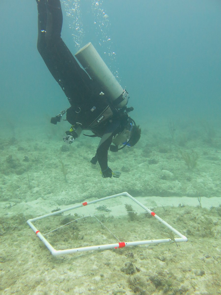 Alharborne's tweet photo. Acoustic array installed, &amp; benthic &amp; fish assemblages surveyed around @ReefBase for @MyFWC project. Next step is to put acoustic transmitters in some predators! Thanks to the great team for all their hard work! @FIU_InWE @peclabfiu @Dr_Yannis @DavyKChan Pictures by Liz McNamee https://t.co/NUV0do2iMS