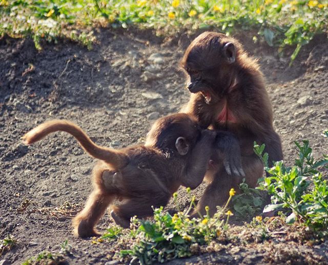 ArtistAnde's tweet photo. Brotherly love 💙🙈🙉🙊 #baboon #baboons #monkey #monkeys #primate #primates #wildlife #wildlifephoto #wildlifelovers #wildlifeaddicts #animal #animals #animalplanet #animalphotography #animalphoto #wildlifephotographer #conservation #photooftheday #inst… https://t.co/ZRMxwTPGWC https://t.co/88E5Oh2cHg