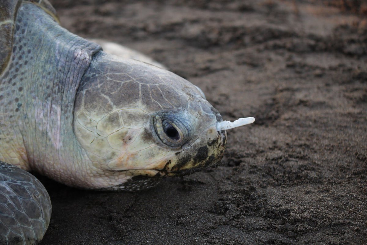 aplastic_planet's tweet photo. The most SHOCKING images of #wildlife caught in #plasticpollution @WWF @_BTO @ChrisGPackham @SteveBackshall @Benfogle @BBCEarth @BillOddie @michaelgove @katehumble @JoannaLumley @Natures_Voice https://t.co/HAlGLiuDQe