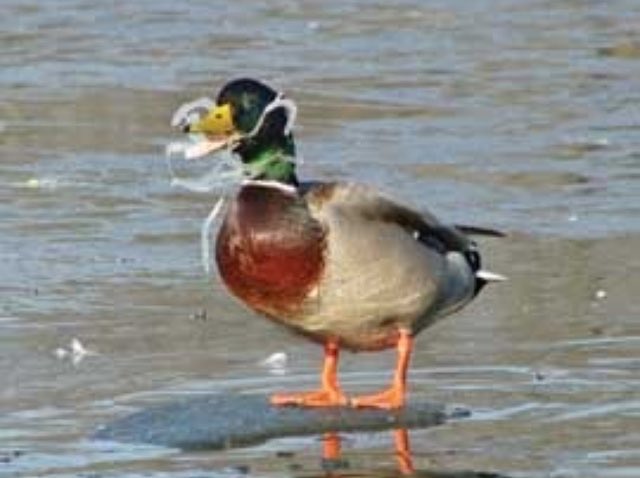 The most SHOCKING images of #wildlife caught in #plasticpollution <a href="/WWF/">WWF</a> <a href="/_BTO/">BTO</a> <a href="/ChrisGPackham/">Chris Packham</a> <a href="/SteveBackshall/">Steve Backshall</a> <a href="/Benfogle/">Ben Fogle</a> <a href="/BBCEarth/">BBC Earth</a> <a href="/BillOddie/">Bill Oddie Official</a> <a href="/michaelgove/">Michael Gove</a> <a href="/katehumble/">Kate Humble</a> <a href="/JoannaLumley/">JoannaLumley</a> <a href="/Natures_Voice/">RSPB</a>