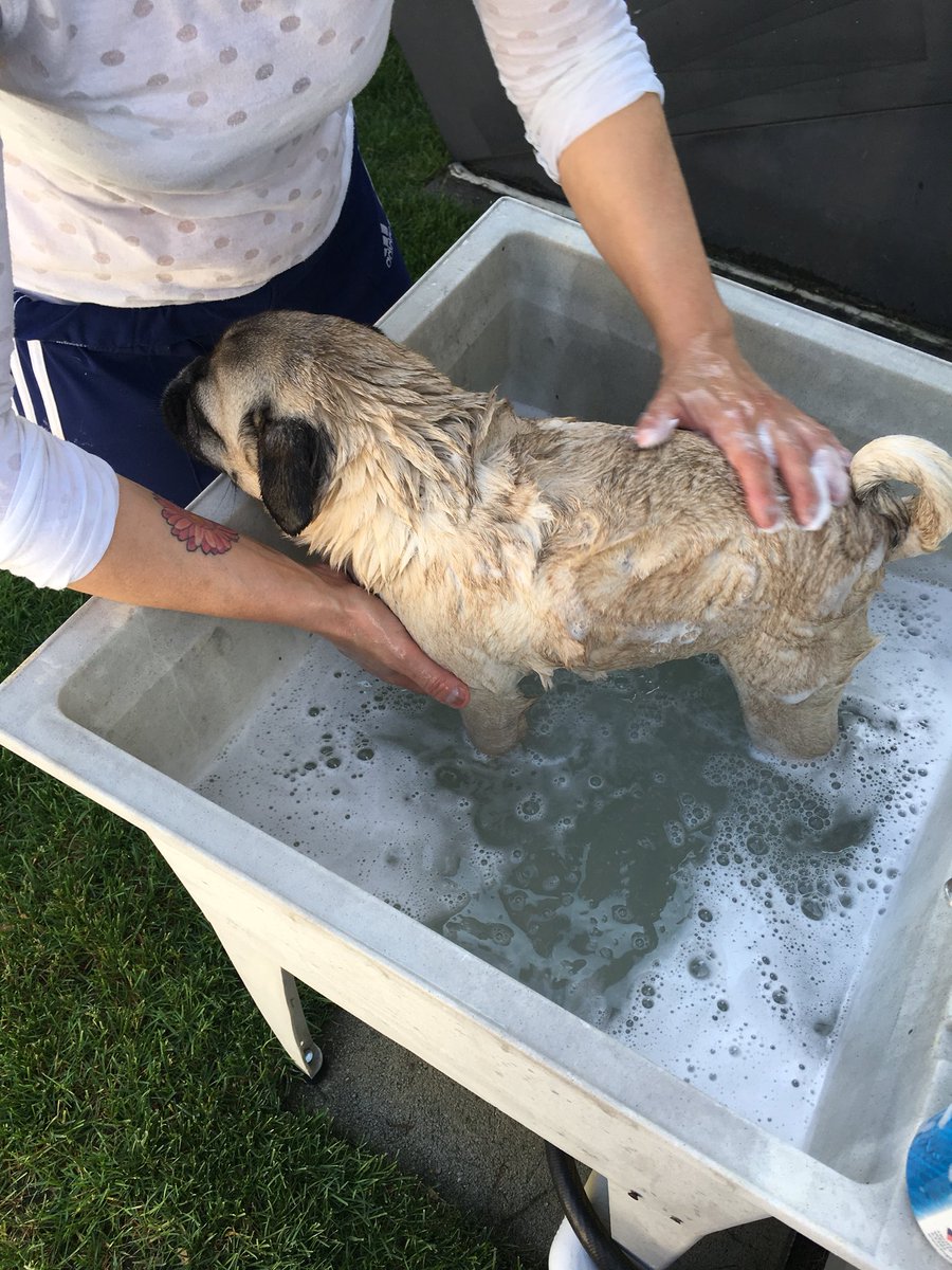 IvyPugisawesome's tweet photo. It finally stopped raining and the sun is finally out. Time for a outdoor bath !  #puglife #pugsrule #pugs #puginatub https://t.co/J5o8pTllBc