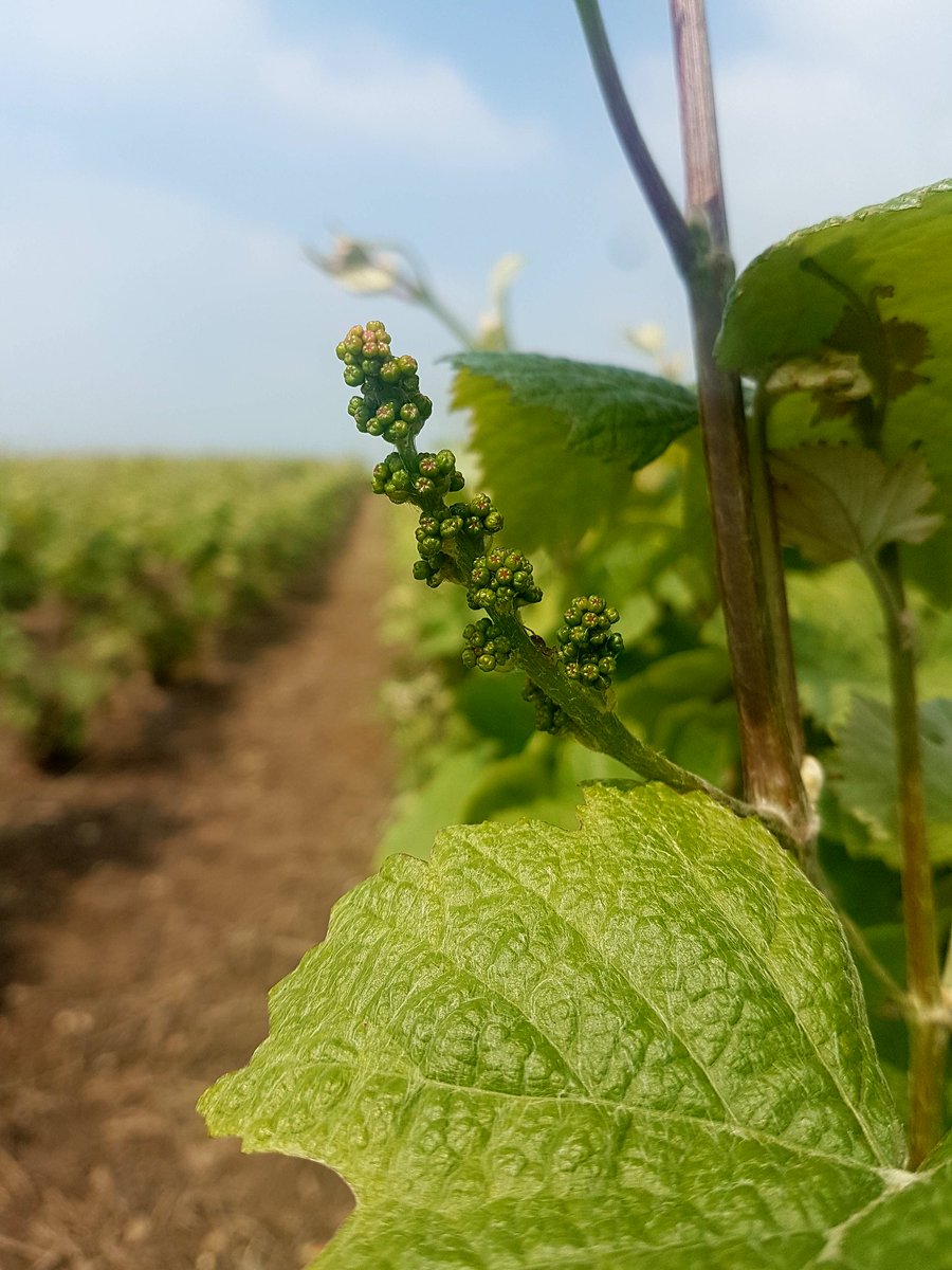ChampagneJMVF's tweet photo. [FR] Beaucoup de changement encore dans les vignes ! 🌱🍇
[EN] Lots of changes again in our vineyards! 🌱🍇 
#vignes #champagne #france #oenotourisme #danslesvignes #futurraisin #sun #futuregrappes #growingup #sparkling #champagnetime https://t.co/oRvNdR9TcW
