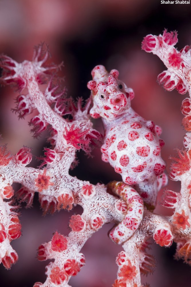 oceana's tweet photo. Can you spot the pygmy seahorse? These little guys are so well-camouflaged, they can sometimes be hard to pick out! https://t.co/NtwwSAm7fI