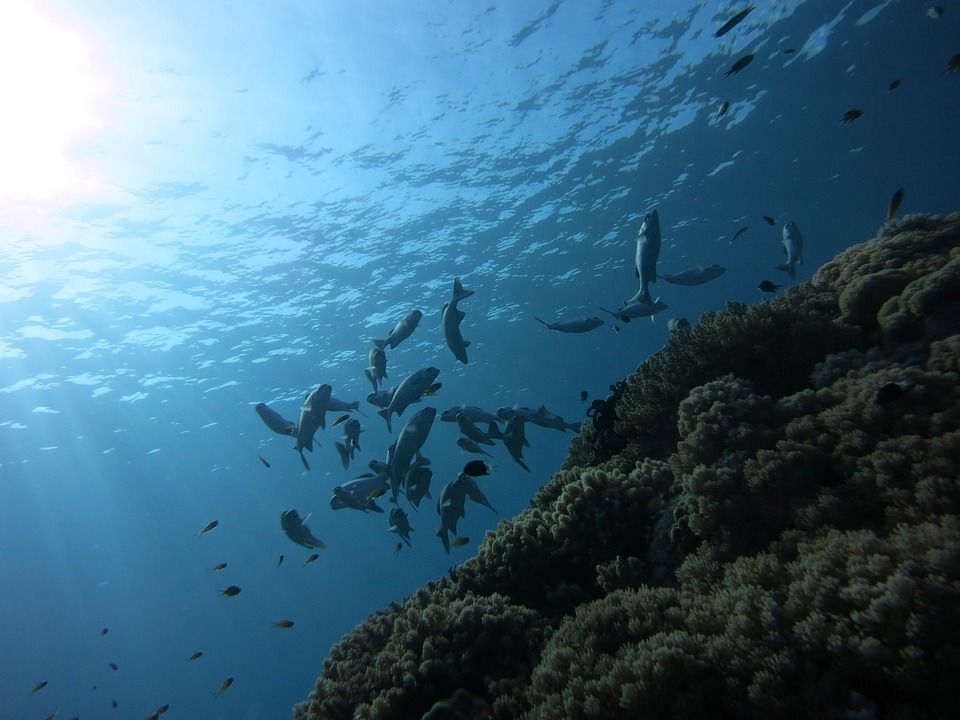 SylviaEarle's tweet photo. Far and away the biggest threat to the ocean is ignorance. It’s a lack of understanding that what we put in, what we take out matters — not just to the ocean, but matters to us. https://t.co/NW14GnpaGJ
