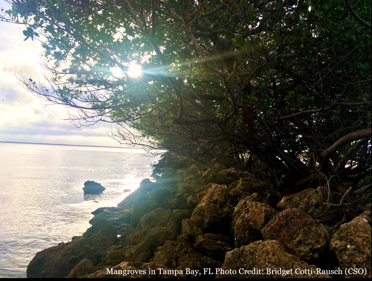 <a href="/Aquatic_FL/">FL Coastal Office</a>’s Coastal Partnership Initiative (CPI) empowers communities to effectively manage resources at the local level - including efforts to restore #coastal #wetlands. Learn more about CPI grant opportunities here: bit.ly/2GBSe8W #WetlandsMonth