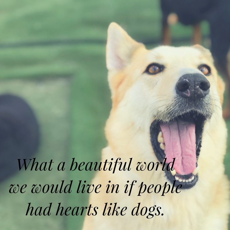 PPRCuster's tweet image. We are hoping everyone is having a wonderful Monday! Xena is wishing everyone a great rest of the week! 🐾☺️💕🐶 #MotivationalMonday