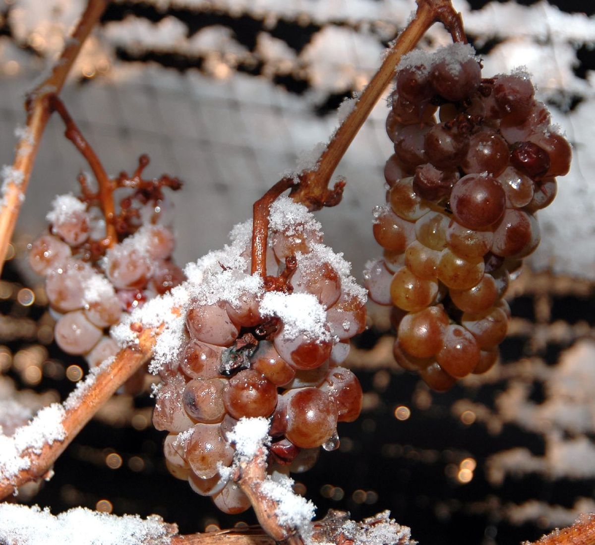 при какой температуре может замерзнуть виноград осенью