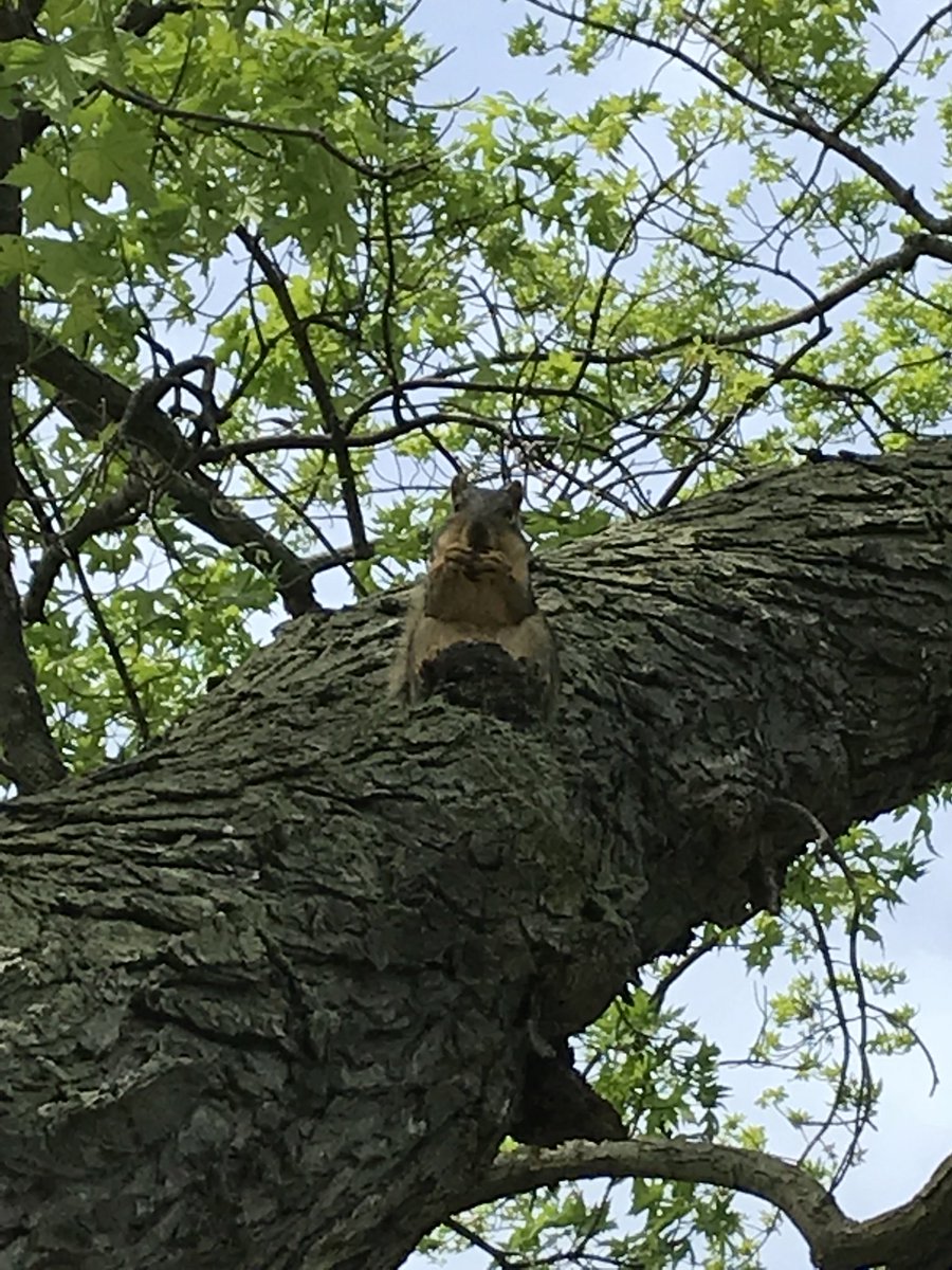Z_Menzer_AMS's tweet photo. I’ve seen this thing eating while walking my dog #BAMSWU https://t.co/WMkcaEAT7f