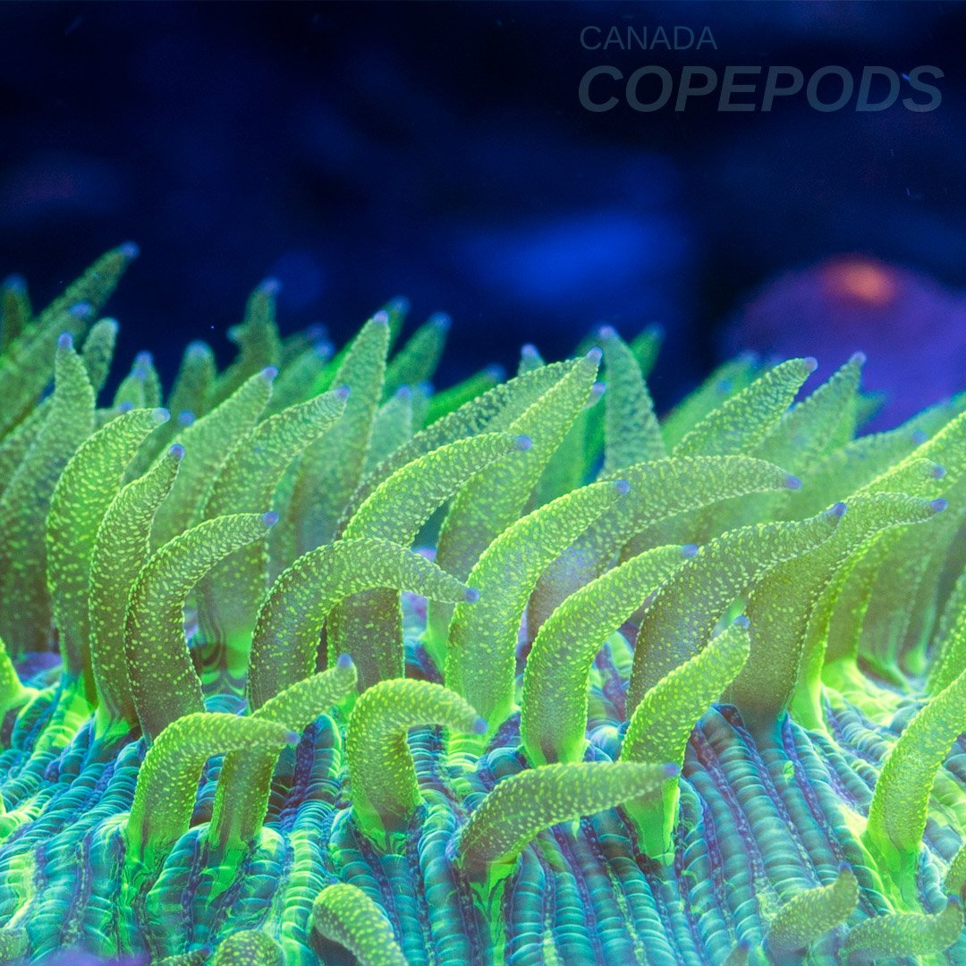 #ReefLove #Copepods #Rotifers #Phytoplankton
copepods.ca