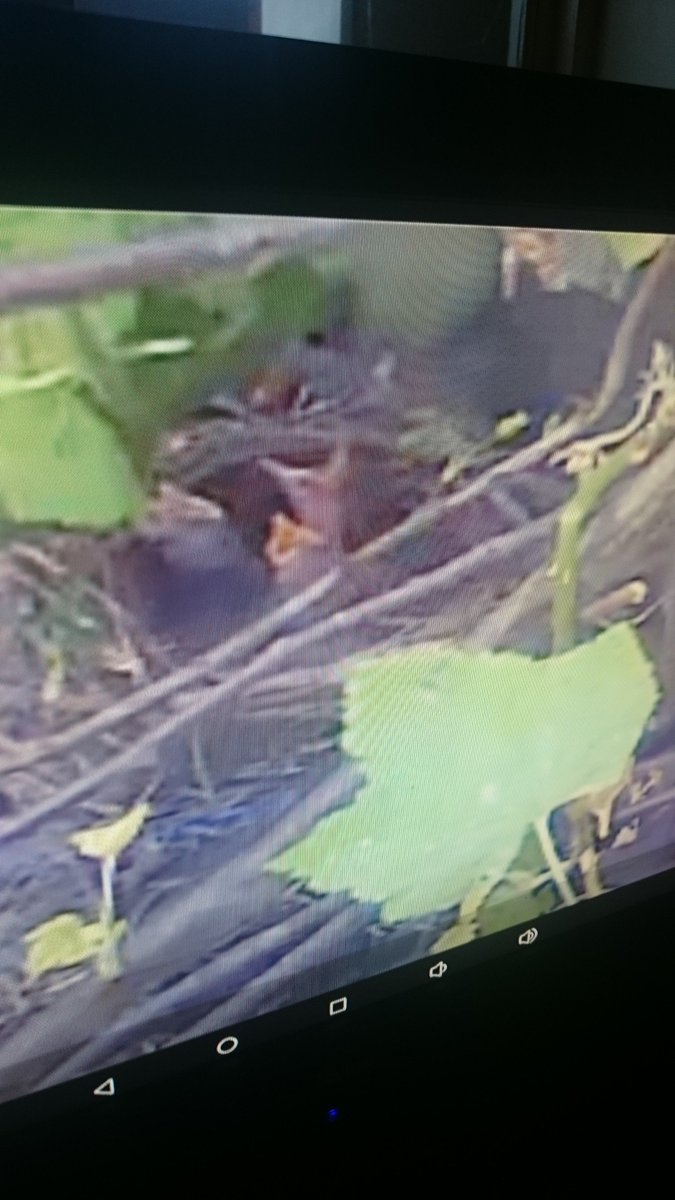 #springwatch my baby blackbirds in our garden 5days old