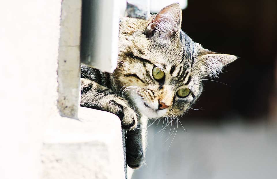 BCAHToronto's tweet photo. High-Rise Syndrome: Falling is a Spring Hazard for Cats https://t.co/AunM6cZeqy #cat #cats #cathazard #catsafety #petsafety #happycat https://t.co/t0ZRH4SWK5