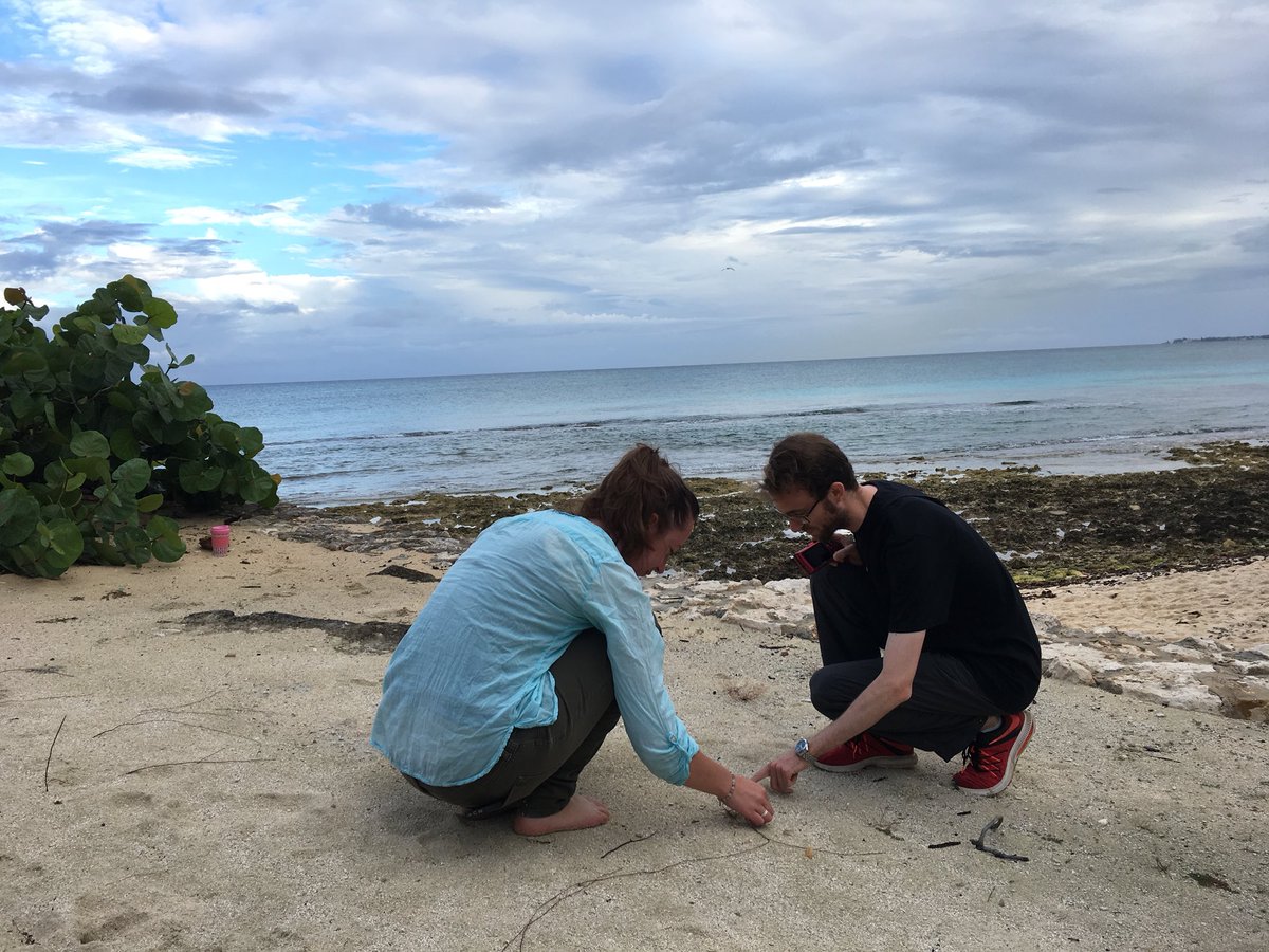 UKLadybirds's tweet photo. Making predictions about the next non-native species likely to arrive, establish and impact biodiversity and ecosystems in the Caribbean - amazing team gathered on Grand Cayman to assess diverse range of species across all environments @CEHScienceNews https://t.co/t4CaZ2oljD