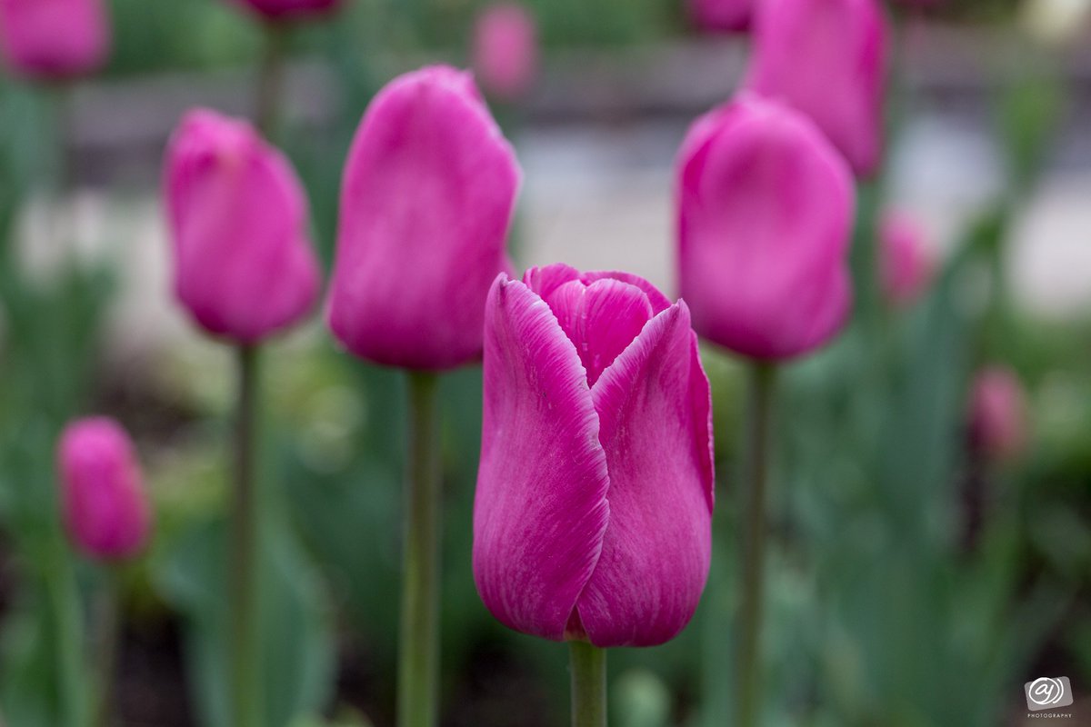 AjuJayapalan's tweet photo. Taken at the Minnesota Landscape Arboretum @mnarboretum #springinminnesota #minnesotalife #spring2018 #OnlyinMN #canon5dmarkiii #Canon #Canon100mmmacro #Canon2018 #macrophotography #peaceful #Flowers #Tulips https://t.co/8Z6duoBtEo