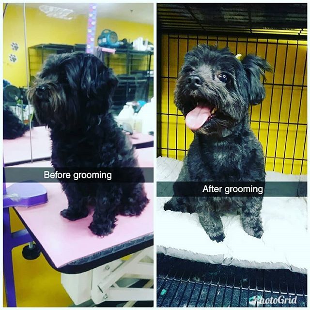 Gentlebrush's tweet photo. #DogOfTheDay waiting to go home after a #HappyGroomingExperience at#GentleBrush on #AltonRoad #SouthBeach by #Joanna.
.
.
.
#SobeDogs #BeachGrooms #BeachDogs #MiamiDogs #SobeGrooming #GroomingSobe #AlwaysHappy #GroomingDoneRight #DogsAndCats #Cats #Dogs … https://t.co/iH16HvHj79 https://t.co/YIeWEw1J3k