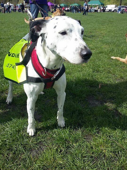 NWDogRescue's tweet photo. Please cross your paws and wear your lucky pants!! TWO boys with visitors tomorrow 🍀🐾🍀🐾🍀🐾🍀🐾🍀🐾🍀🐾🍀 https://t.co/2WMp8wgkVm
