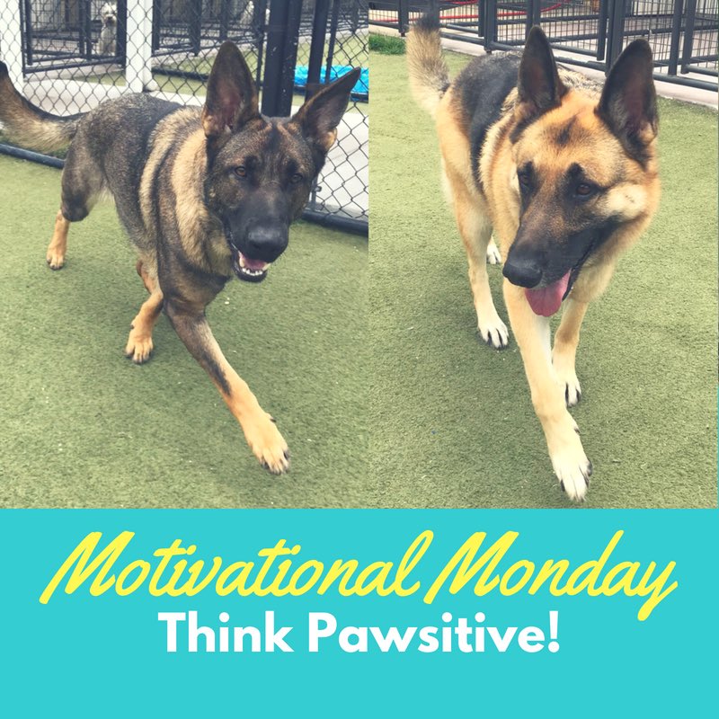 PPRJIA's tweet image. A little Monday Motivation from Kilo and Rihanna! 🐾 They want to remind you that you are awesome and you can do anything you set your mind to!  How does your pet motivate you? #mypetparadise #motovationalmonday #petboarding