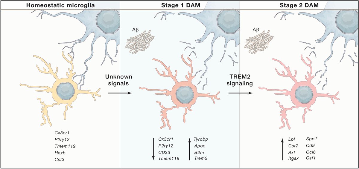 mmw_lmw's tweet photo. Universal #ImmuneSensor of #NeuroDegeneration | DiseaseAssociated #MicroGlia : TwoStep Model of Induction | Featured Perspective | MichaelSchwartz & IdoAmit @WeizmannScience @CellCellPress https://t.co/7KCaTIfjTp https://t.co/VBJ9sJPh2I