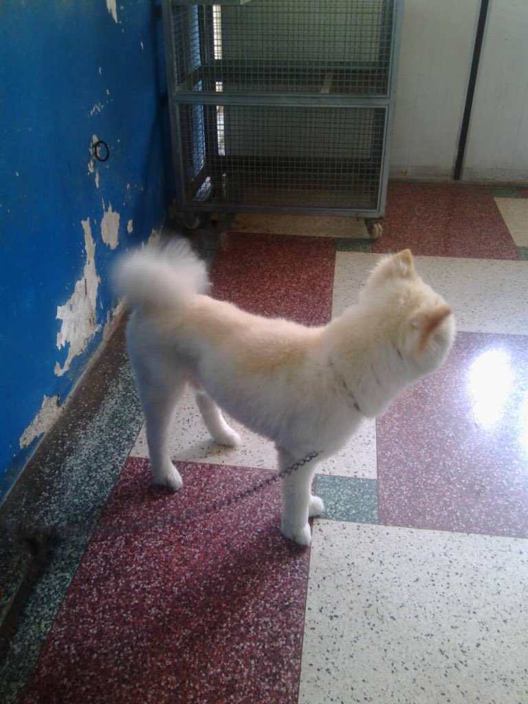 MASCOTASDECALLE's tweet photo. Nuevo caso: este perrito esta en pet city la castellana en adopción, estaba full de pulgas y garrapatas, ya se le hizo un buen baño medicado y peluquería, esta flaquito no se nota en la foto por el pelaje. En adopción, su ex dueño se fue del país y el quedo en la calle. https://t.co/JsfjmBeekU