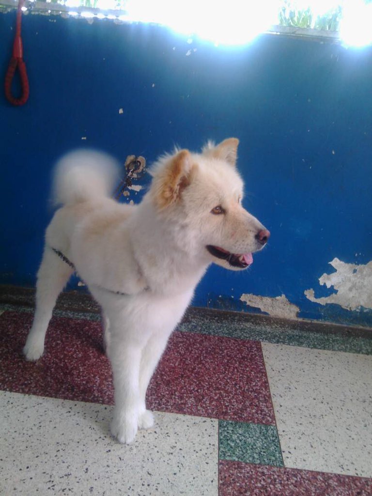 MASCOTASDECALLE's tweet photo. Nuevo caso: este perrito esta en pet city la castellana en adopción, estaba full de pulgas y garrapatas, ya se le hizo un buen baño medicado y peluquería, esta flaquito no se nota en la foto por el pelaje. En adopción, su ex dueño se fue del país y el quedo en la calle. https://t.co/JsfjmBeekU