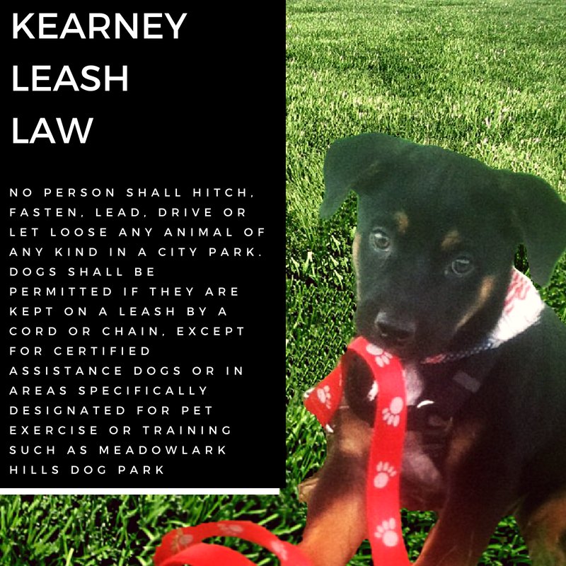 CityofKearney's tweet photo. #Kearney #LeashYourDog #ItsTheLaw https://t.co/7kvvmdZihj