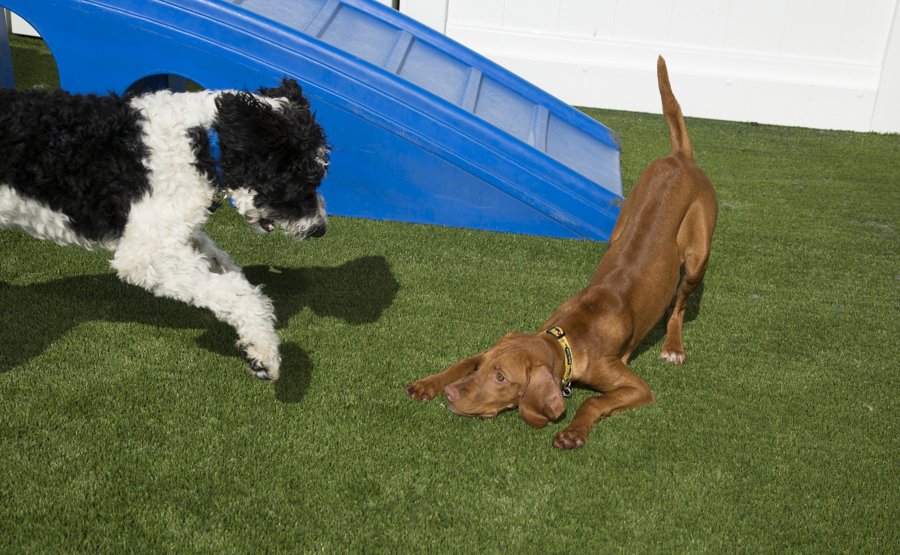 Camp Bow Wow On Twitter Let S Give A Round Of A Paws To