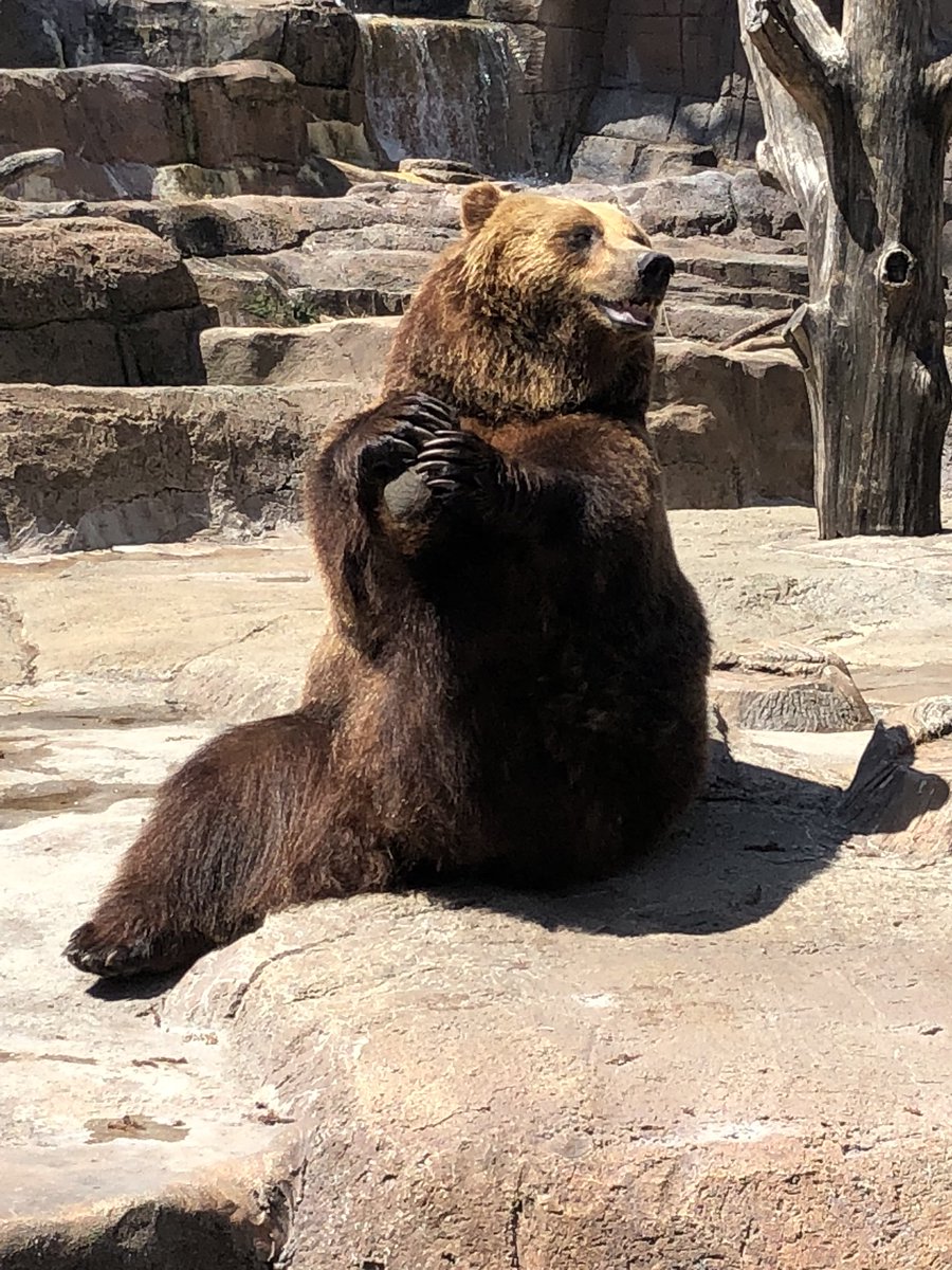 indyaazk's tweet photo. Get ready! It's Bear Awareness Week. #bearawarenessweek https://t.co/dO9OPBoXG9