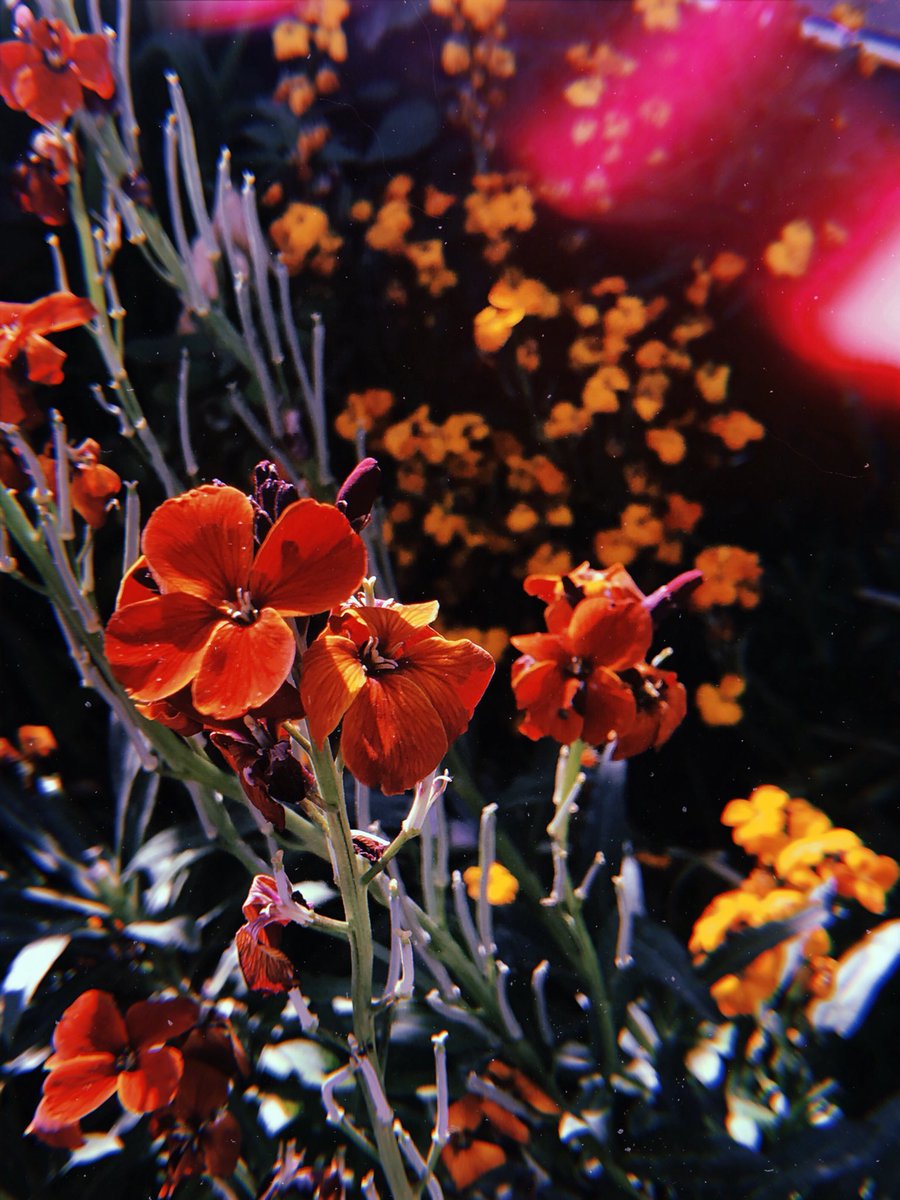 valefarinacci's tweet image. Domenica sera sarò ospite di Giuseppe Anastasi all’Auditorium Parco della Musica ✨