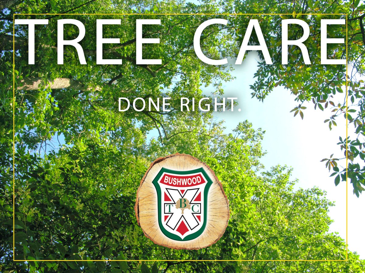 BushwoodTreeCo's tweet photo. Call Bushwood for all your tree needs! 239.332.0015 #trees #doneright https://t.co/IoqRK67qBj