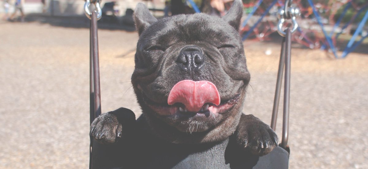 They don't have thumbs, but they don't need them to be better than everyone at Instagram: ow.ly/FFvH30k3KoK 🐶 accounts that are taking it to a new Insta-level