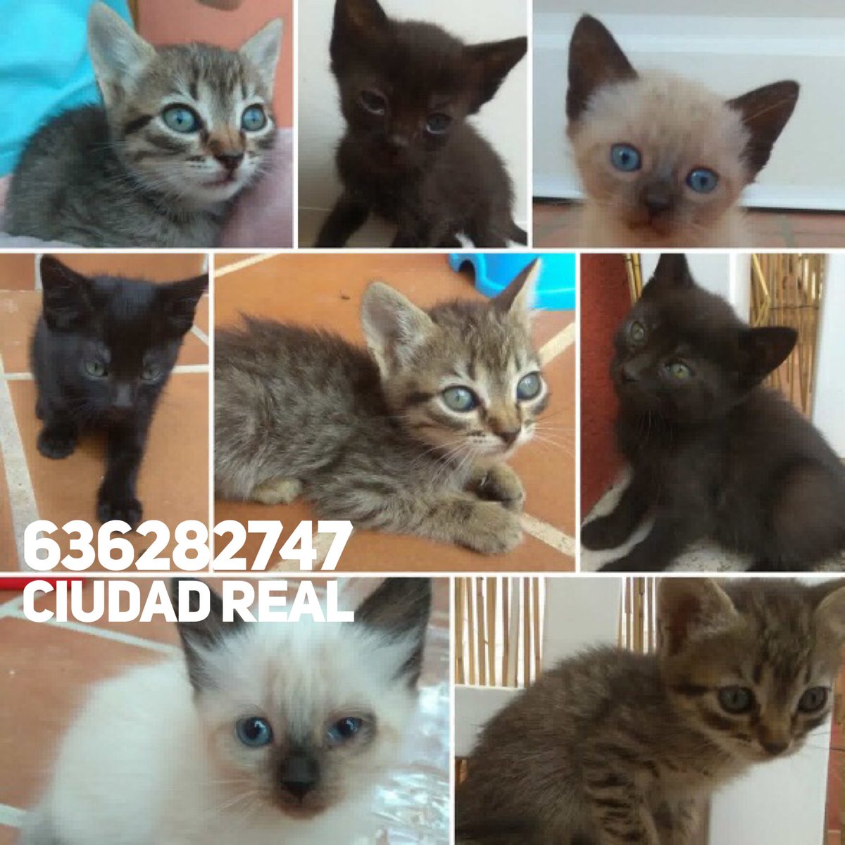 Desde Ciudad Real nos piden ayuda para difundir a estos bebés adorables. 
La persona que cuida de ellos necesita encontrar adoptantes responsables para los pequeños. Hará contrato de adopción. #rt 
Por favor, ayudemos en la difusión.  Contacto: 636282747 Ciudad Real.