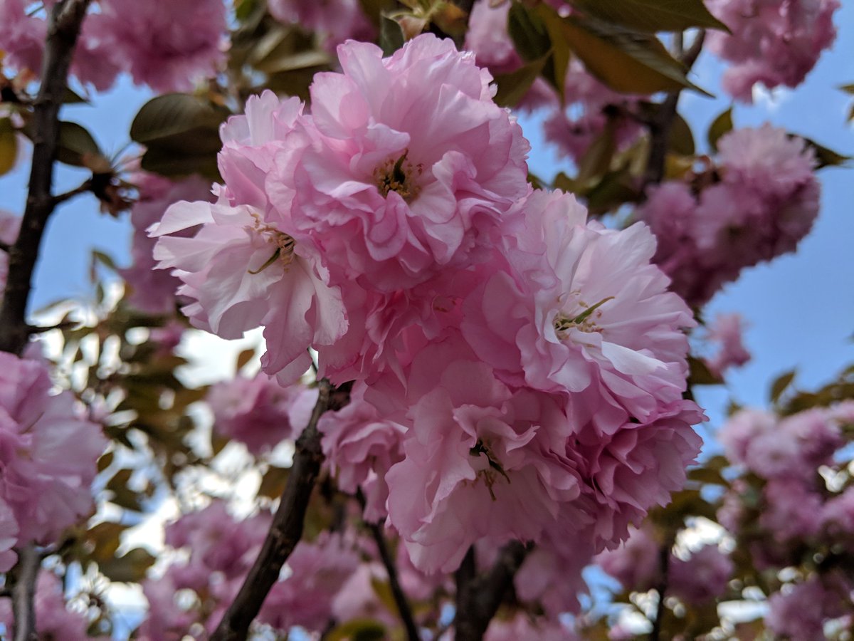 ThatFadingRose tweet picture