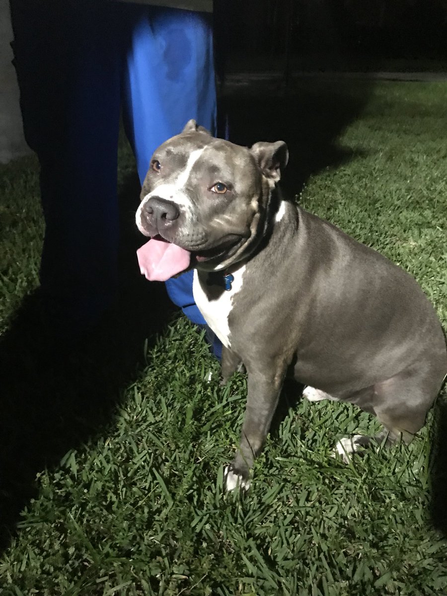 AmandaNBC6's tweet photo. I got to interview some adorable dogs today. Find out some important safety tips when it comes to #dogs and #toxictoads by tuning in to @nbc6 at 11pm. (https://t.co/RvCZut5Lp0) https://t.co/qfeM07GkTF